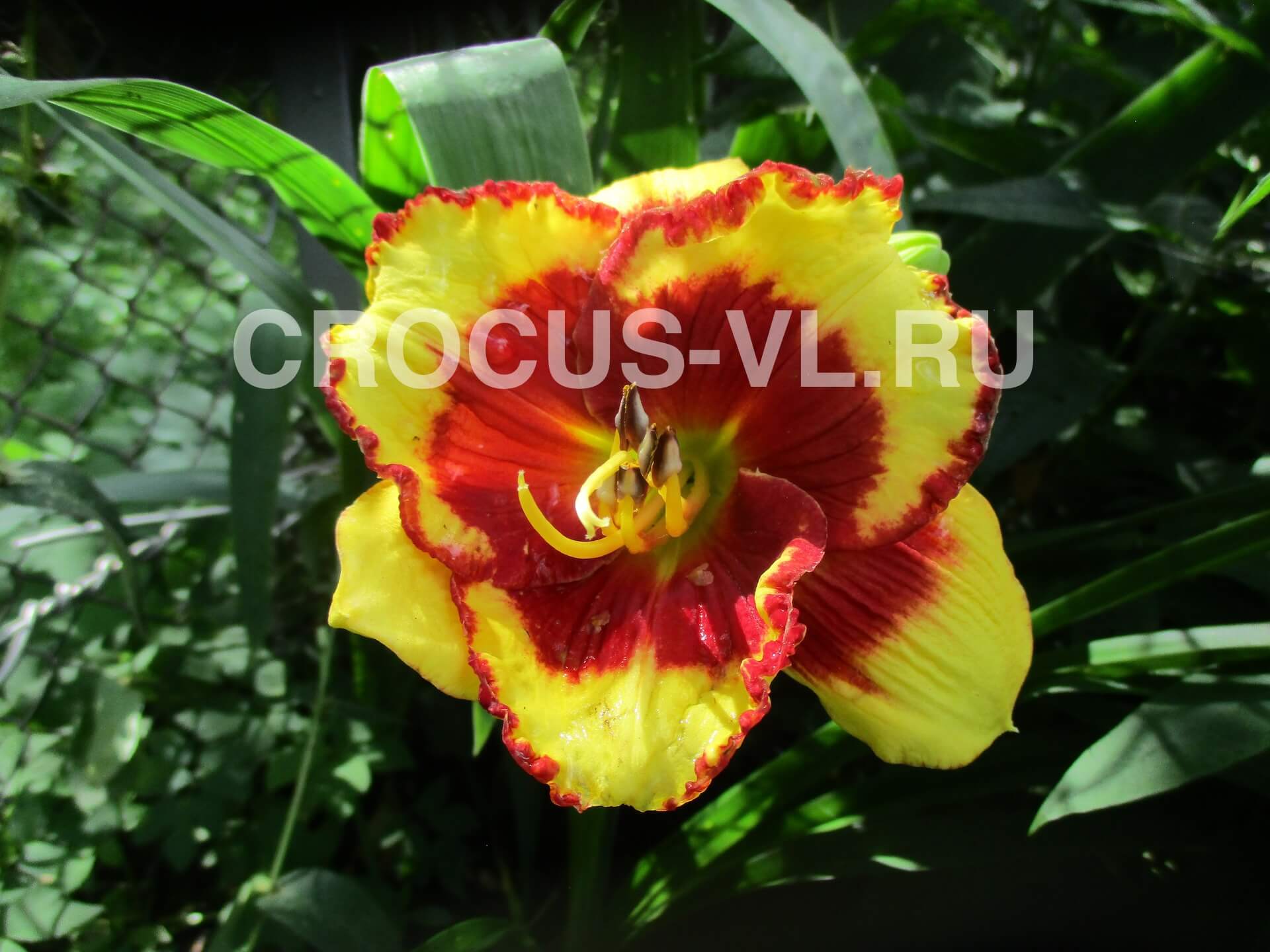 Лилейник «Paco Bell»